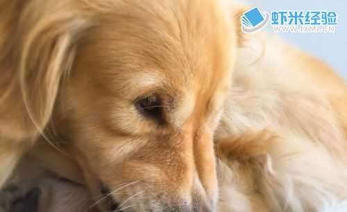 你知道哪些表现能分辨出狗狗的智商吗？