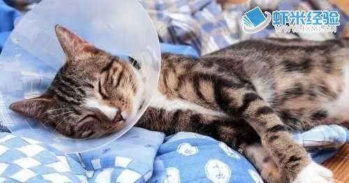 如何紧急处理猫受伤