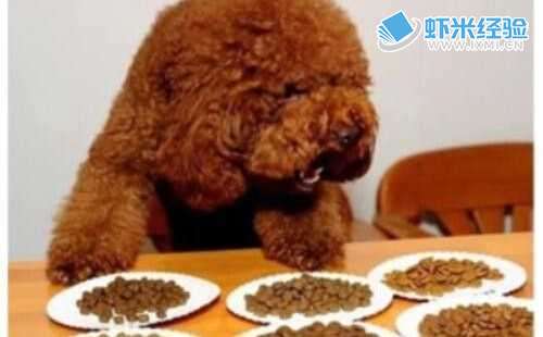 家中饲养的小泰迪不爱吃狗粮怎么样处理？