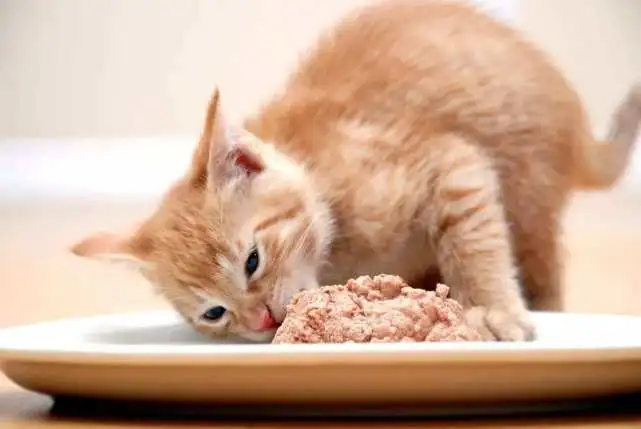 生病后的猫咪吃什么东西好__如何让生病的猫咪促进食欲