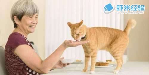 猫咪从生病起至病愈一直不主动进食怎么样处理