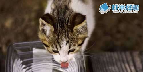猫咪从生病起至病愈一直不主动进食怎么样处理