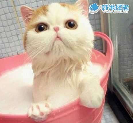宠物猫咪洗澡__猫洗澡注意啥