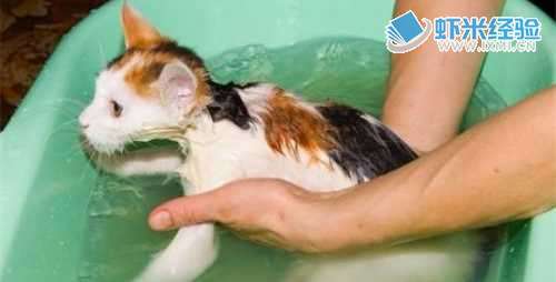 给猫咪洗澡的注意事项!