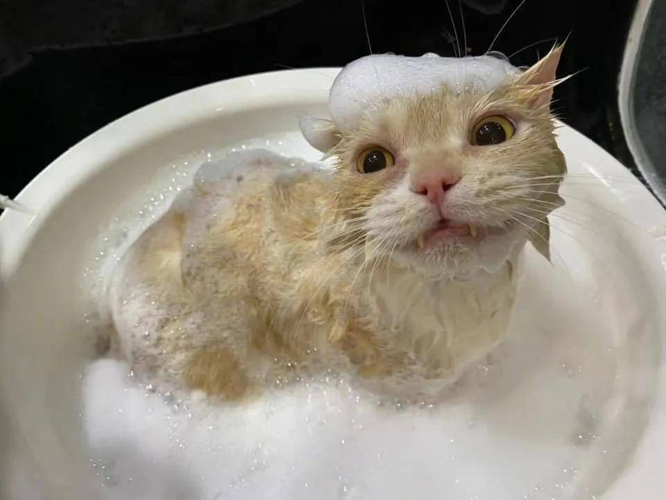 宠物猫咪洗澡_猫洗澡注意啥_