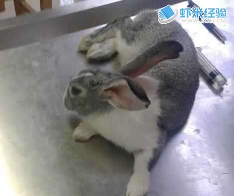 _麻醉兔子的方法_麻醉兔子注意事项