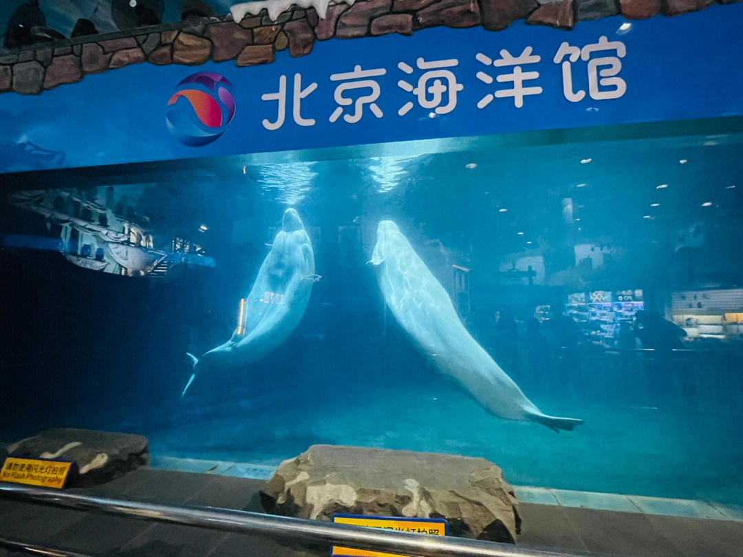 _北京海洋馆有虎鲸_北京海洋馆里的白鲸