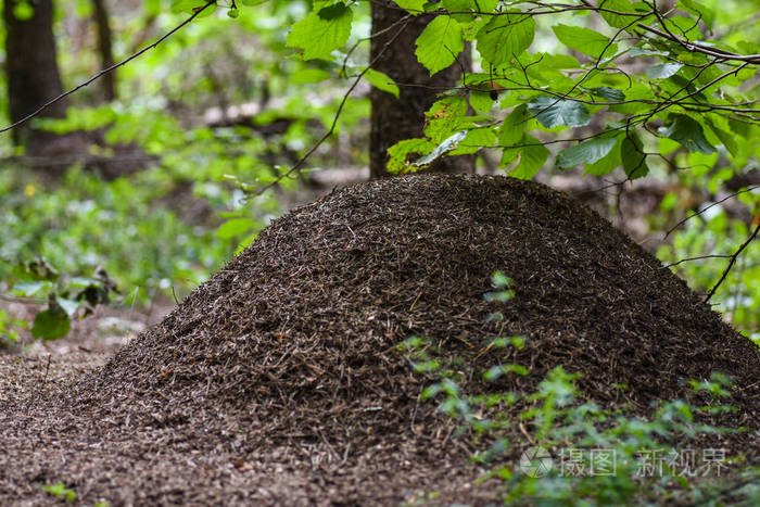 蚂蚁森林照片_蚂蚁森林里的摄像头实物图_
