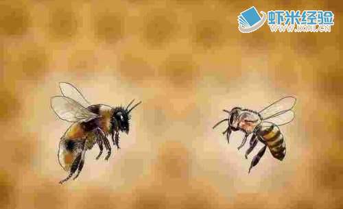蜜蜂怎样选蜂种__蜜蜂哪种好