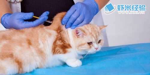 怎么防止猫染上寄生虫