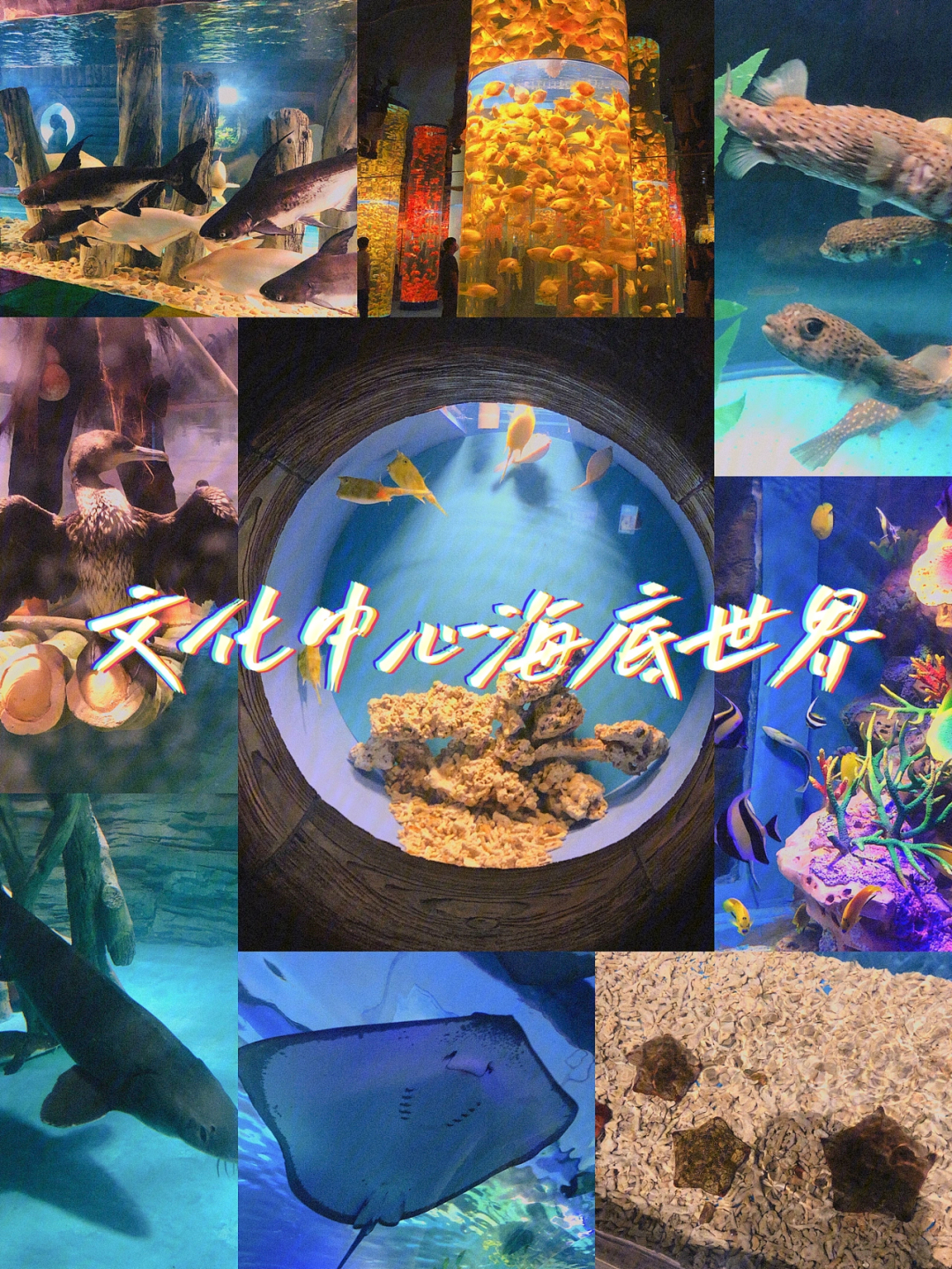 _重庆海底世界视频_重庆海底欢乐世界门票