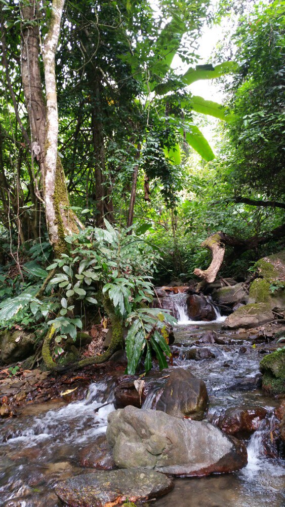 诺达雨林文化旅游区玻璃观景台_诺雅达热带雨林_